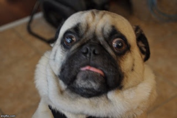 Pug worried | image tagged in pug worried | made w/ Imgflip meme maker