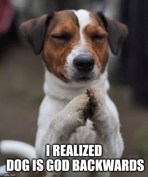 praying dog | I REALIZED DOG IS GOD BACKWARDS | image tagged in praying dog | made w/ Imgflip meme maker