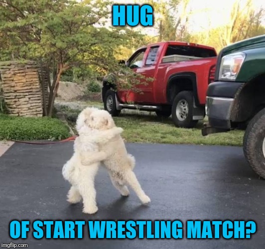 You decide | HUG; OF START WRESTLING MATCH? | image tagged in puppy hug | made w/ Imgflip meme maker