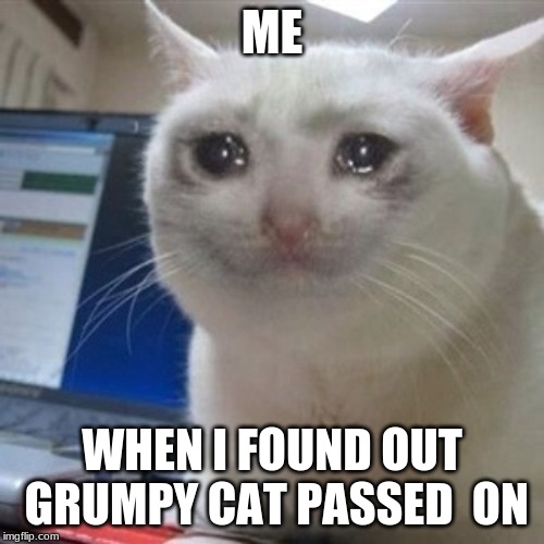 cryingcat |  ME; WHEN I FOUND OUT GRUMPY CAT PASSED  ON | image tagged in cryingcat | made w/ Imgflip meme maker