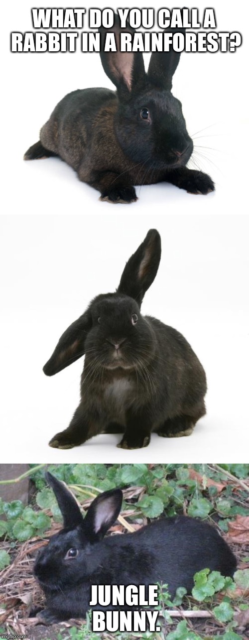 Bad Joke Rabbit | WHAT DO YOU CALL A RABBIT IN A RAINFOREST? JUNGLE BUNNY. | image tagged in bad joke rabbit,memes,bunny,jungle,pun,black | made w/ Imgflip meme maker