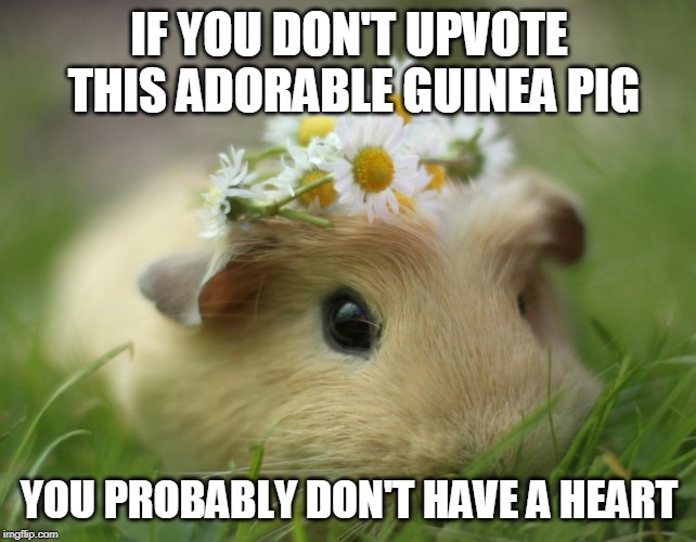 IF YOU DON'T UPVOTE THIS ADORABLE GUINEA PIG; YOU PROBABLY DON'T HAVE A HEART | made w/ Imgflip meme maker