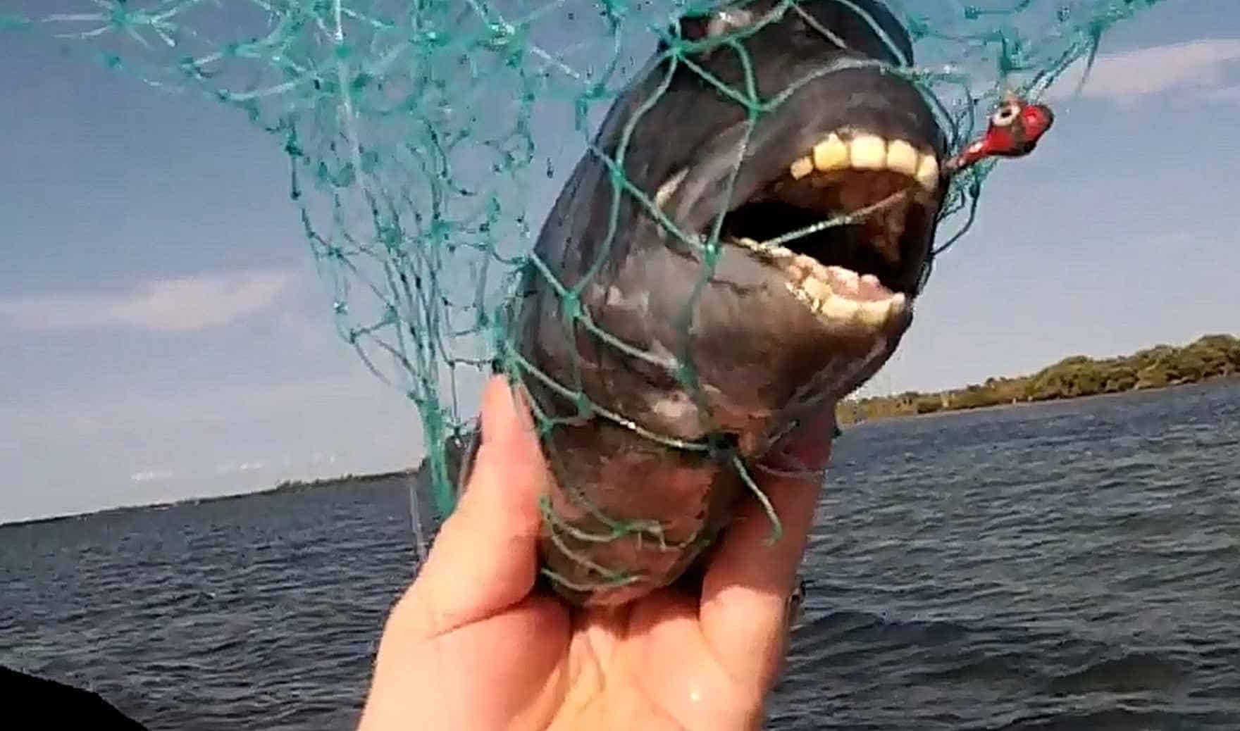 Freaky Fish Blank Meme Template