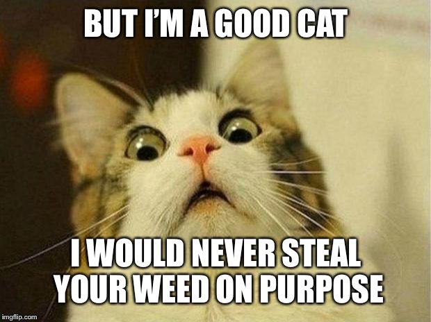 Scared Cat Meme | BUT I’M A GOOD CAT; I WOULD NEVER STEAL YOUR WEED ON PURPOSE | image tagged in memes,scared cat | made w/ Imgflip meme maker