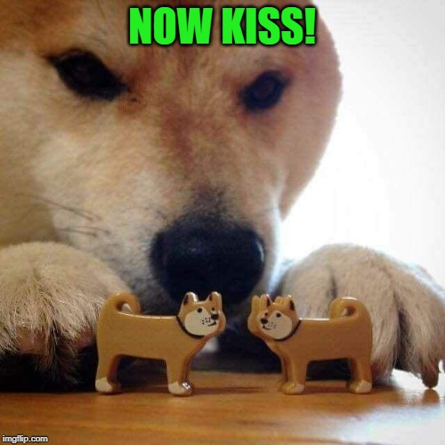 dog now kiss  | NOW KISS! | image tagged in dog now kiss | made w/ Imgflip meme maker