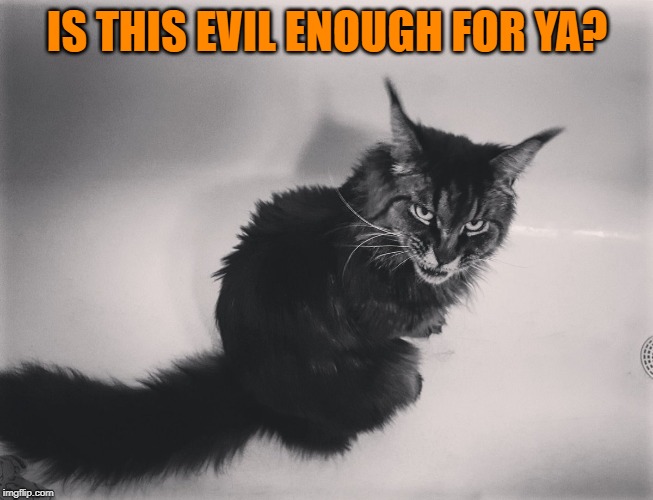 Metal Cat | IS THIS EVIL ENOUGH FOR YA? | image tagged in metal cat | made w/ Imgflip meme maker
