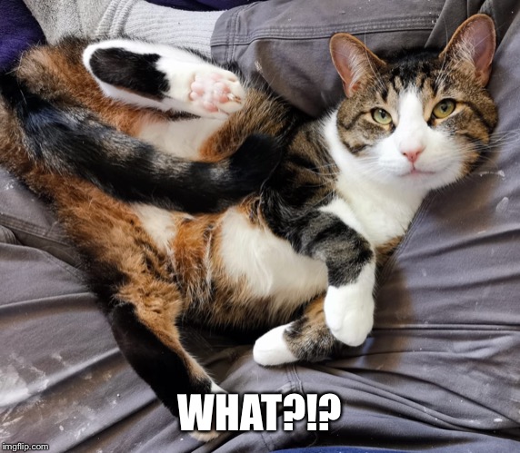 I dunno how you can get comfortable like that.  —-Oh...I’m comfortable... | WHAT?!? | image tagged in cats,cute cat,haha,i should buy a boat cat,scared cat,funny cats | made w/ Imgflip meme maker