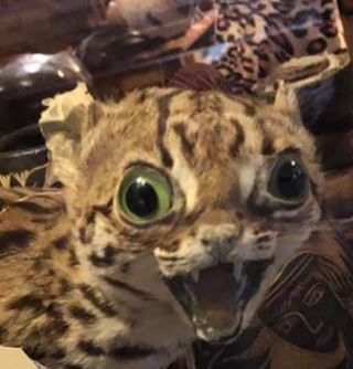 High Quality Crappy Taxidermy Ocelot Blank Meme Template