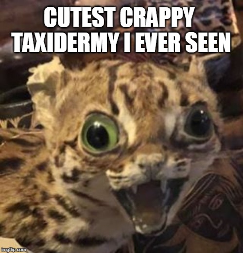 Crappy Taxidermy Ocelot | CUTEST CRAPPY TAXIDERMY I EVER SEEN | image tagged in crappy taxidermy ocelot | made w/ Imgflip meme maker