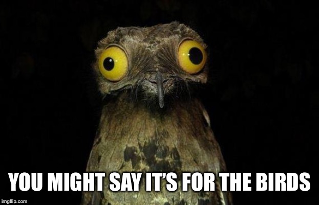 Weird Stuff I Do Potoo Meme | YOU MIGHT SAY IT’S FOR THE BIRDS | image tagged in memes,weird stuff i do potoo | made w/ Imgflip meme maker