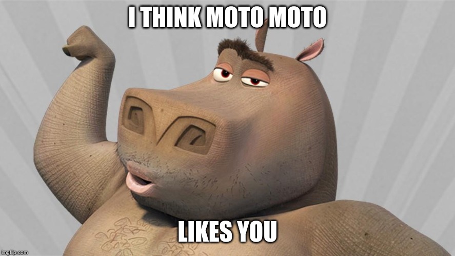 Moto Moto likes you - Piggy meme - Funny 