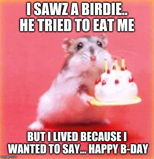 birthday hamster | I SAWZ A BIRDIE.. HE TRIED TO EAT ME; BUT I LIVED BECAUSE I WANTED TO SAY... HAPPY B-DAY | image tagged in birthday hamster | made w/ Imgflip meme maker