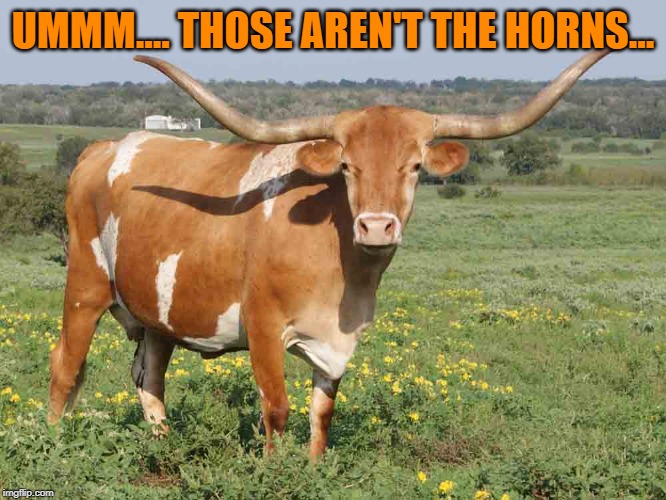 Longhorn cattle | UMMM.... THOSE AREN'T THE HORNS... | image tagged in longhorn cattle | made w/ Imgflip meme maker