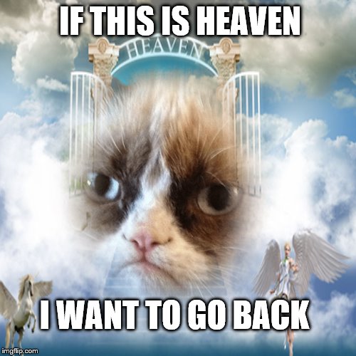 if this is heaven | IF THIS IS HEAVEN; I WANT TO GO BACK | image tagged in grumpy cat,meme,memes,funny meme,stairway to heaven,heaven | made w/ Imgflip meme maker