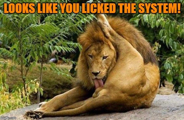 lion licking balls | LOOKS LIKE YOU LICKED THE SYSTEM! | image tagged in lion licking balls | made w/ Imgflip meme maker