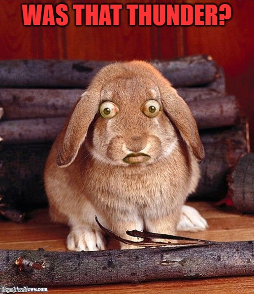 Scared Bunny | WAS THAT THUNDER? | image tagged in scared bunny | made w/ Imgflip meme maker