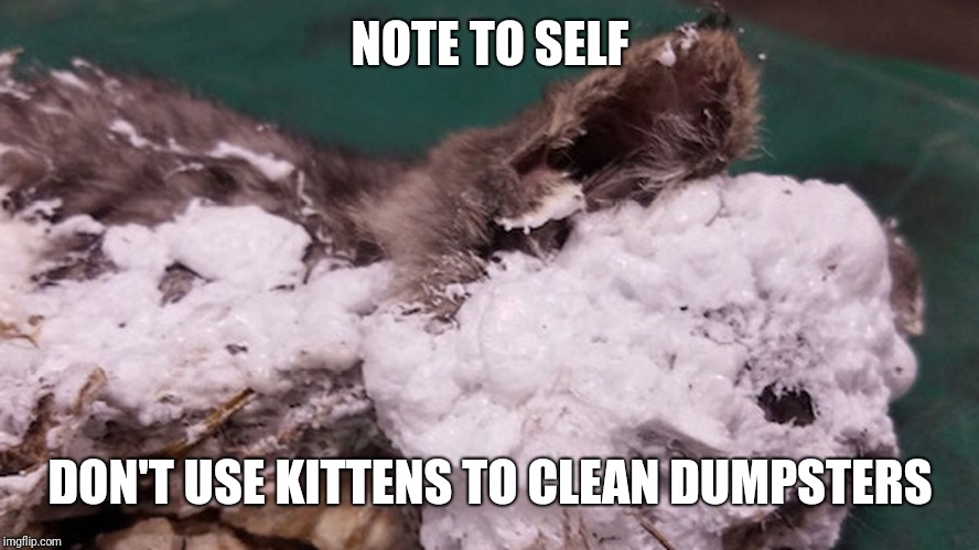 Spray Foam Cat Found in Dumpster | NOTE TO SELF; DON'T USE KITTENS TO CLEAN DUMPSTERS | image tagged in spray foam cat found in dumpster | made w/ Imgflip meme maker