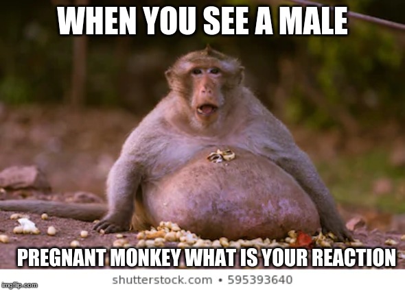 girl or boy | WHEN YOU SEE A MALE; PREGNANT MONKEY WHAT IS YOUR REACTION | image tagged in drunk monkey | made w/ Imgflip meme maker