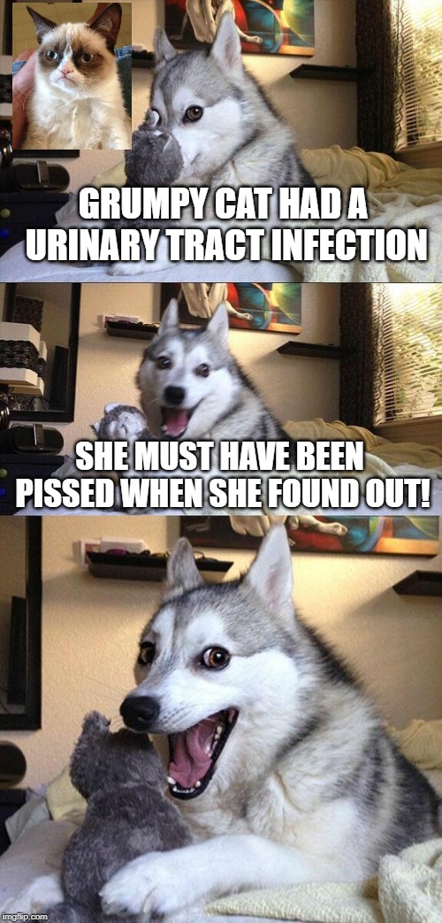 Bad Pun Dog Meme | GRUMPY CAT HAD A URINARY TRACT INFECTION; SHE MUST HAVE BEEN PISSED WHEN SHE FOUND OUT! | image tagged in memes,bad pun dog | made w/ Imgflip meme maker