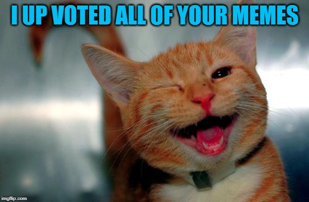 winky kitty | I UP VOTED ALL OF YOUR MEMES | image tagged in winky kitty | made w/ Imgflip meme maker