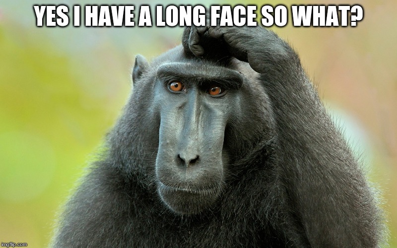 Long face monkey | YES I HAVE A LONG FACE SO WHAT? | image tagged in monkey | made w/ Imgflip meme maker