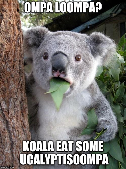 Surprised Koala | OMPA LOOMPA? KOALA EAT SOME UCALYPTISOOMPA | image tagged in memes,surprised koala | made w/ Imgflip meme maker