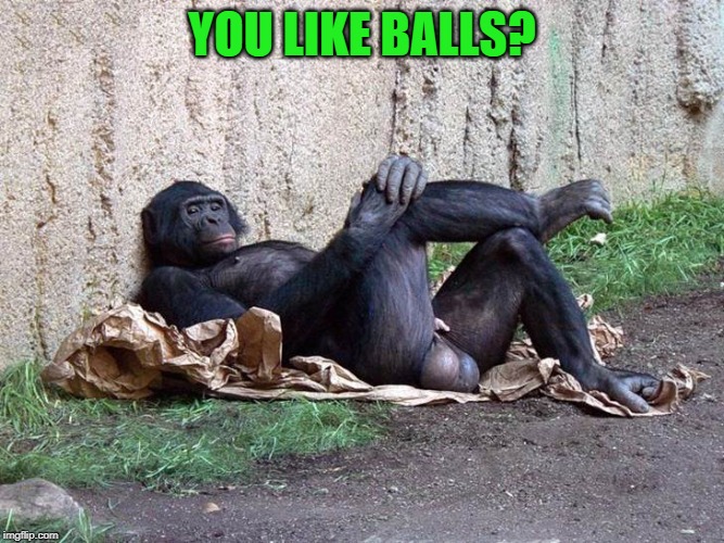 ape with big balls | YOU LIKE BALLS? | image tagged in ape with big balls | made w/ Imgflip meme maker