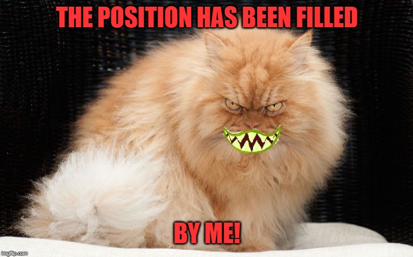 Angry Cat Smiling | THE POSITION HAS BEEN FILLED BY ME! | image tagged in angry cat smiling | made w/ Imgflip meme maker