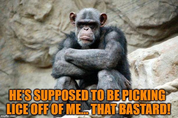 Angry Monkey | HE'S SUPPOSED TO BE PICKING LICE OFF OF ME... THAT BASTARD! | image tagged in angry monkey | made w/ Imgflip meme maker