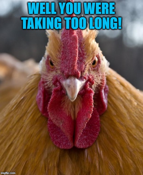 Angry Chicken | WELL YOU WERE TAKING TOO LONG! | image tagged in angry chicken | made w/ Imgflip meme maker