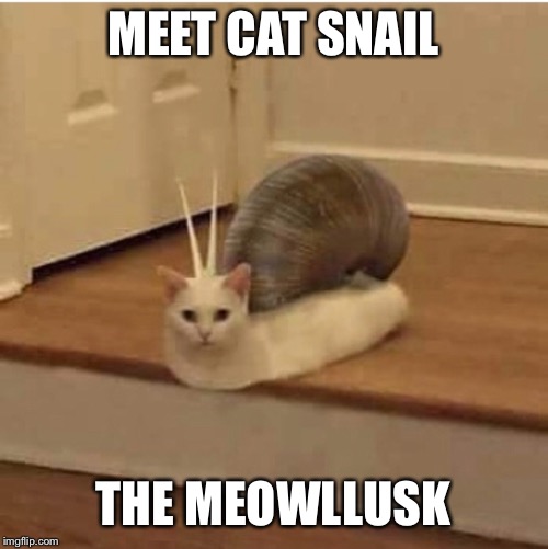MEET CAT SNAIL; THE MEOWLLUSK | made w/ Imgflip meme maker