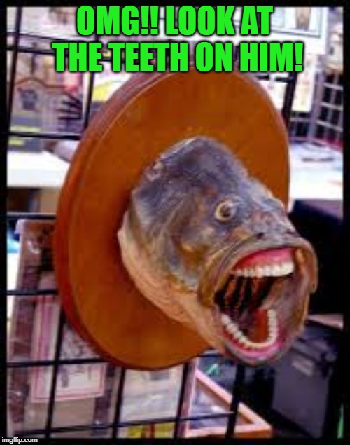 fish teeth | OMG!! LOOK AT THE TEETH ON HIM! | image tagged in fish teeth | made w/ Imgflip meme maker