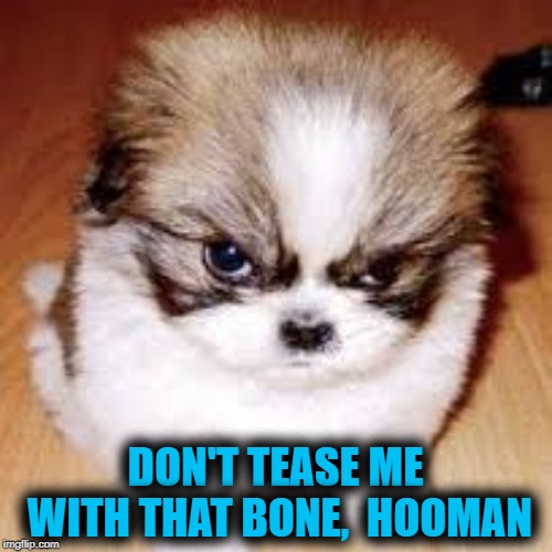 grumpy cats runner up, grumpy dog... | DON'T TEASE ME WITH THAT BONE,  HOOMAN | image tagged in grumpy cats runner up grumpy dog | made w/ Imgflip meme maker