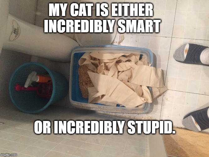 Smart cat | MY CAT IS EITHER INCREDIBLY SMART; OR INCREDIBLY STUPID. | image tagged in cat,litterbox,stupid,smart,funny | made w/ Imgflip meme maker