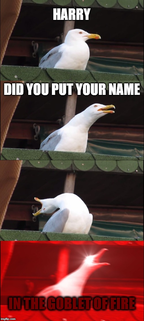 Inhaling Seagull Meme | HARRY; DID YOU PUT YOUR NAME; IN THE GOBLET OF FIRE | image tagged in memes,inhaling seagull | made w/ Imgflip meme maker