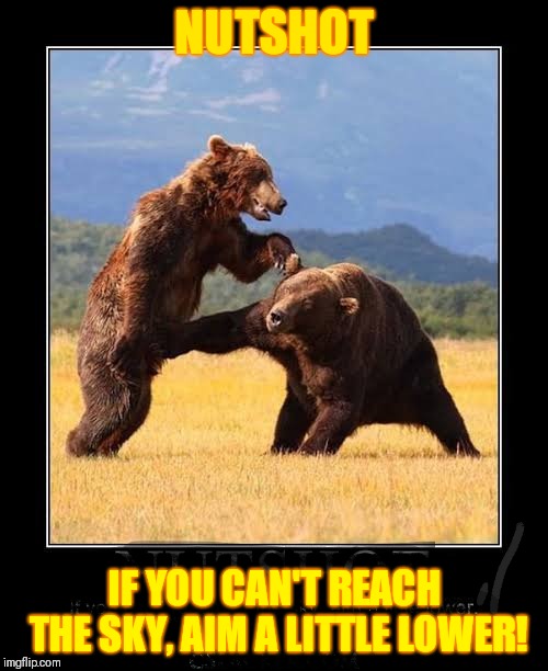 Nutshot! | NUTSHOT; IF YOU CAN'T REACH THE SKY, AIM A LITTLE LOWER! | image tagged in funny bear,funny nutshot | made w/ Imgflip meme maker