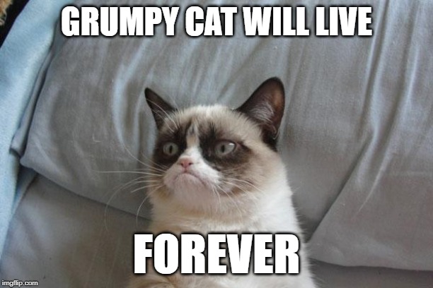 Grumpy Cat Bed | GRUMPY CAT WILL LIVE; FOREVER | image tagged in memes,grumpy cat bed,grumpy cat | made w/ Imgflip meme maker