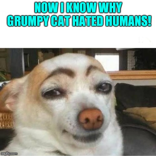 Eyebrows | NOW I KNOW WHY GRUMPY CAT HATED HUMANS! | image tagged in funny dog,funny dog and grumpy cat | made w/ Imgflip meme maker
