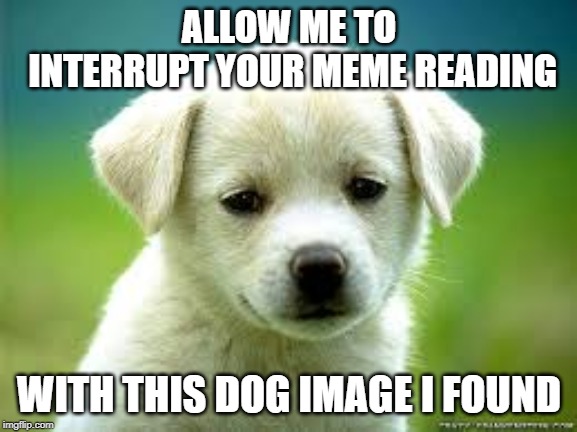 ALLOW ME TO INTERRUPT YOUR MEME READING; WITH THIS DOG IMAGE I FOUND | image tagged in dog,interrupt,hey look a dog,its cute,oh wow are you actually reading these tags,hello then | made w/ Imgflip meme maker