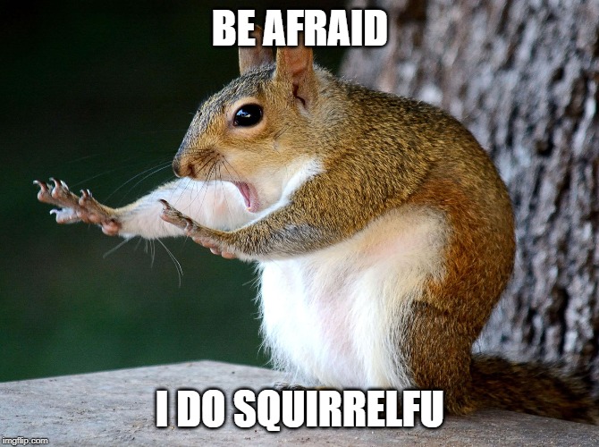 he does squirrelfu | BE AFRAID; I DO SQUIRRELFU | image tagged in funny animals | made w/ Imgflip meme maker