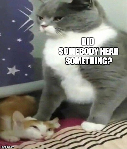 DID SOMEBODY HEAR SOMETHING? | image tagged in cats,bullying | made w/ Imgflip meme maker
