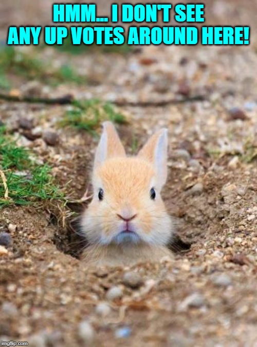 Cute Bunny | HMM... I DON'T SEE ANY UP VOTES AROUND HERE! | image tagged in cute bunny,nixieknox,memes | made w/ Imgflip meme maker