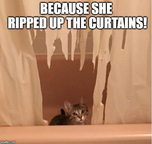 Cat shredding curtains | BECAUSE SHE RIPPED UP THE CURTAINS! | image tagged in cat shredding curtains | made w/ Imgflip meme maker