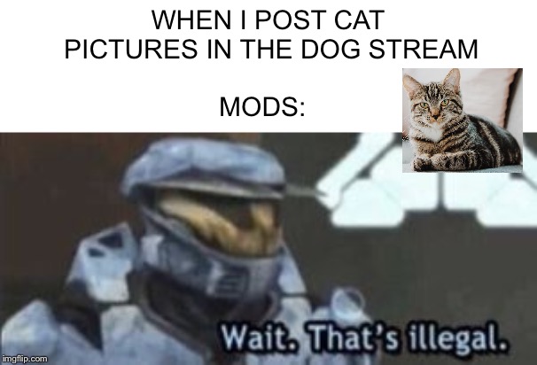 wait. that's illegal | WHEN I POST CAT PICTURES IN THE DOG STREAM; MODS: | image tagged in wait that's illegal | made w/ Imgflip meme maker