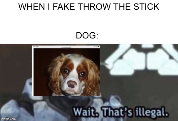 WHEN I FAKE THROW THE STICK; DOG: | made w/ Imgflip meme maker