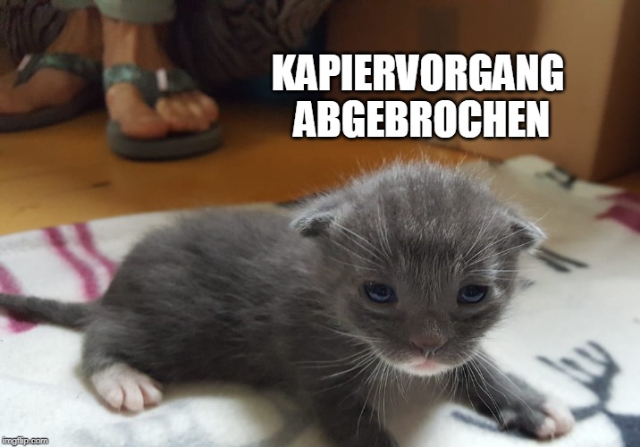 Kapiervorgang abgebrochen | KAPIERVORGANG ABGEBROCHEN | image tagged in cats,stupid | made w/ Imgflip meme maker