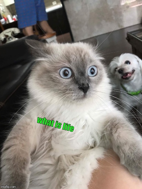 Mindblown Cat | what is life | image tagged in mindblown cat | made w/ Imgflip meme maker