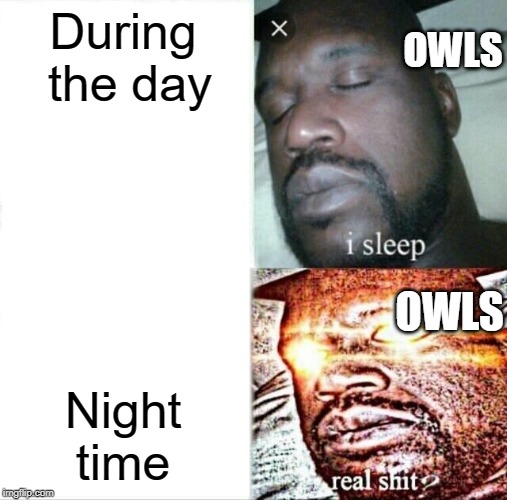 Sleeping Shaq Meme | OWLS; During the day; OWLS; Night time | image tagged in memes,sleeping shaq | made w/ Imgflip meme maker