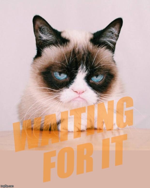 grumpy cat again | WAITING FOR IT | image tagged in grumpy cat again | made w/ Imgflip meme maker