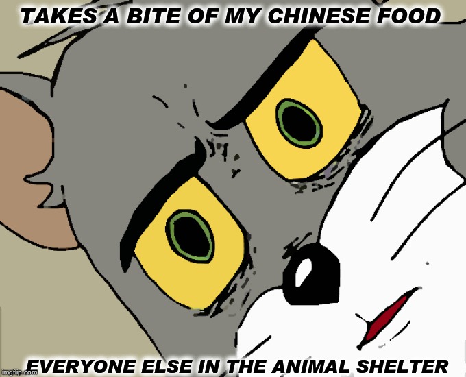 TOM | TAKES A BITE OF MY CHINESE FOOD; EVERYONE ELSE IN THE ANIMAL SHELTER | image tagged in memes,unsettled tom | made w/ Imgflip meme maker